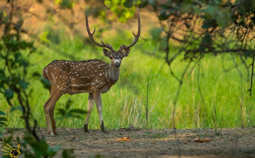 Lush forest landscape of the reserve