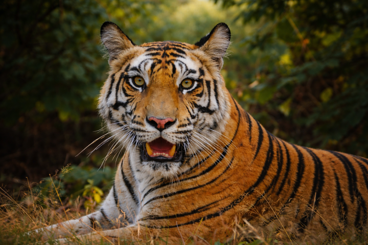Majestic tiger walking through Sanjay Dubari Tiger Reserve